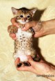 /album/litter-a/adele-www-esbbengalcat-6-jpg1/